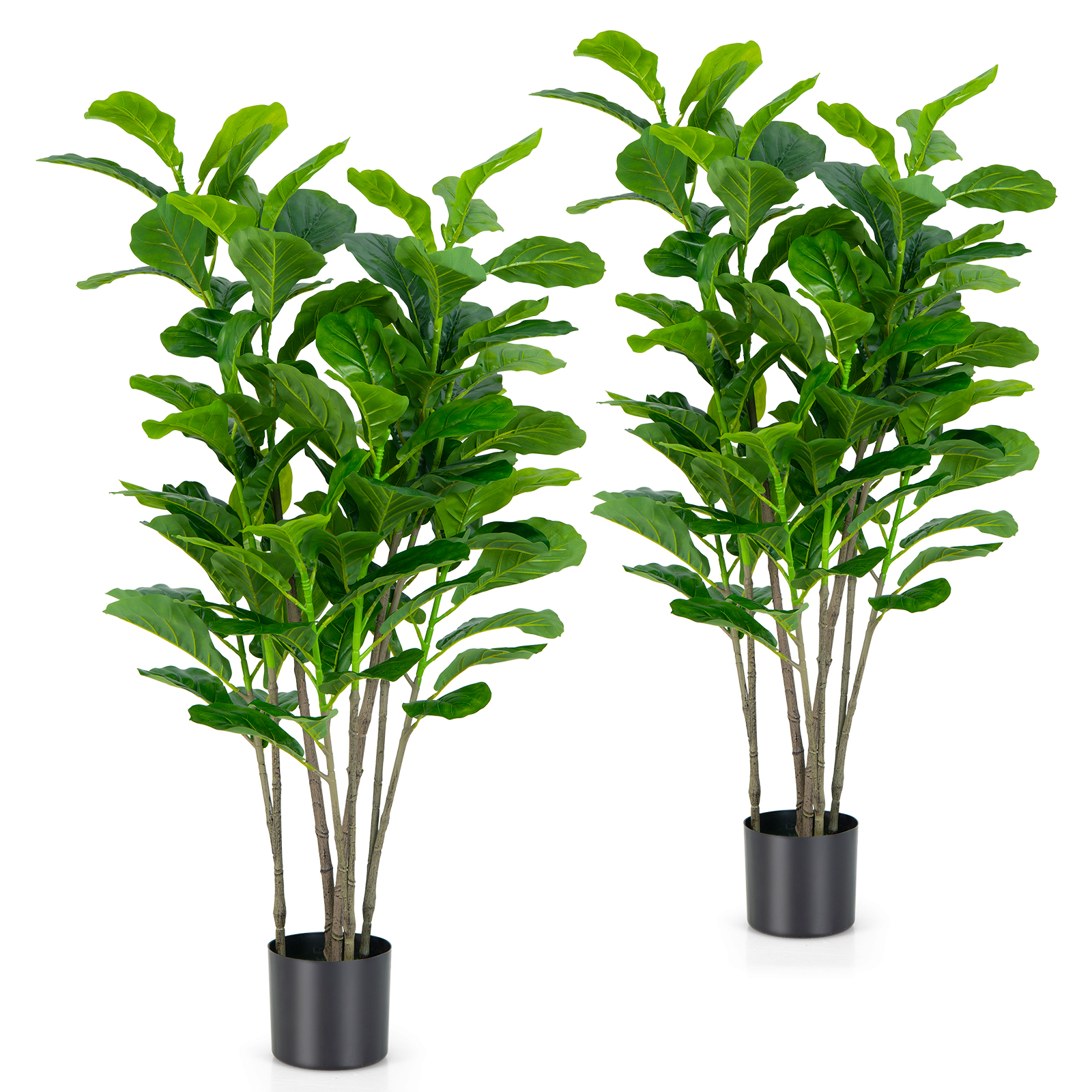 Fiddle Leaf Fig - 51