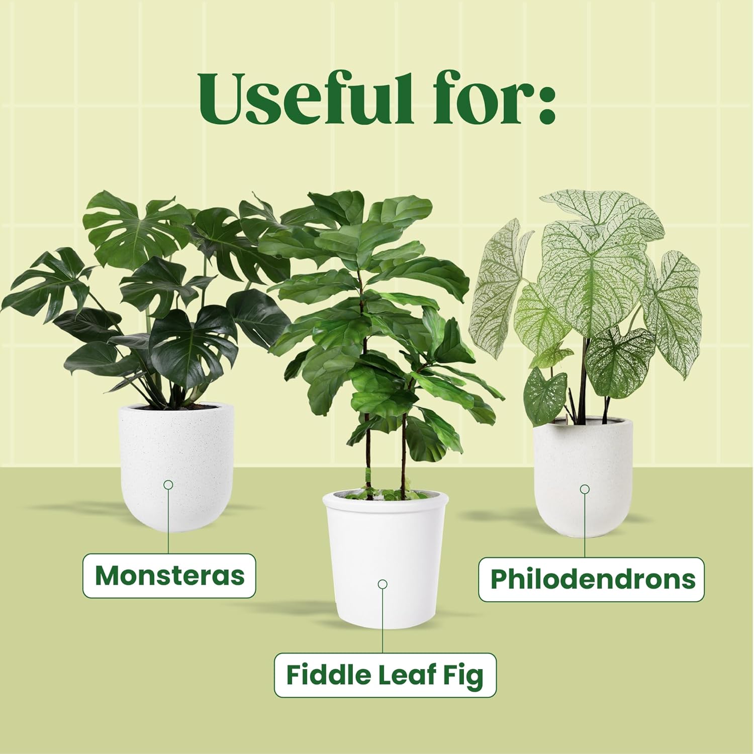 KALOYANOV Plant Serum N°1: Hig - Fiddle Leaf Fig recensione e prezzo